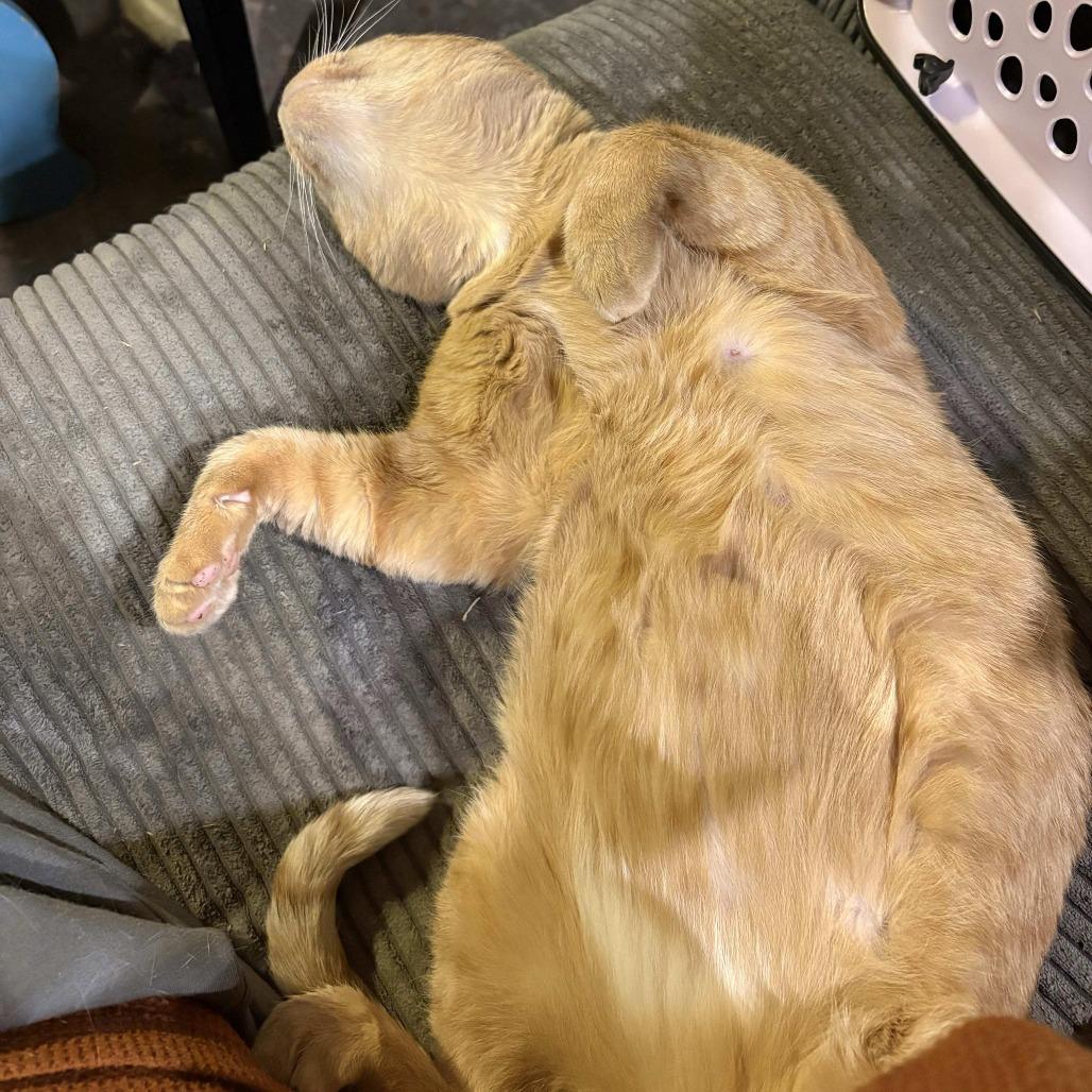 Jar Jar Binks, a Adoptable Domestic Short Hair in Tulsa, OK image 3/6