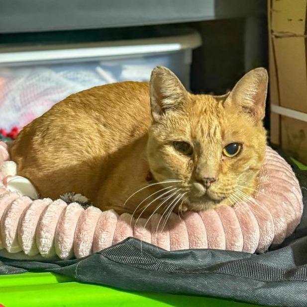 Jar Jar Binks, a Adoptable Domestic Short Hair in Tulsa, OK image 4/6