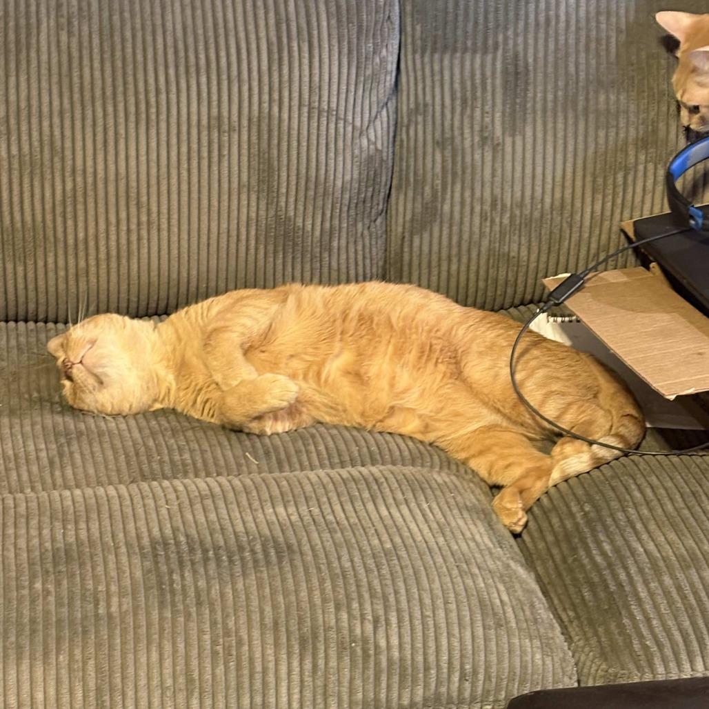 Jar Jar Binks, a Adoptable Domestic Short Hair in Tulsa, OK image 5/6