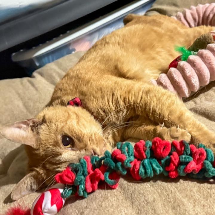 Jar Jar Binks, a Adoptable Domestic Short Hair in Tulsa, OK image 6/6