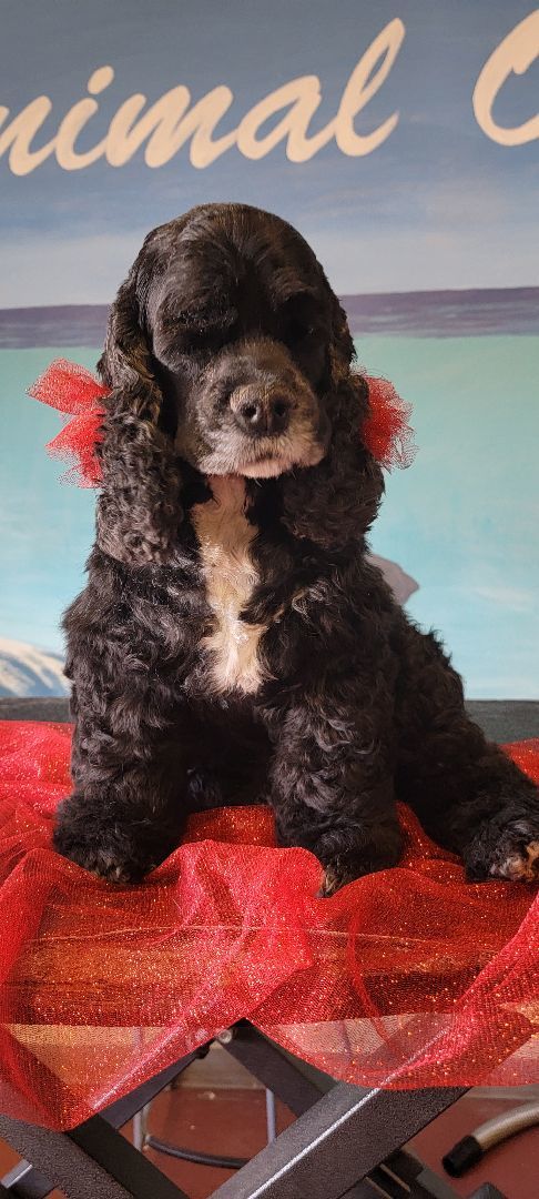 Bella , Adopted, Adult Female Cocker Spaniel.