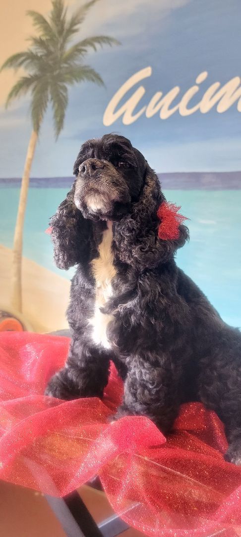 Enlarge Bella , a Adopted Cocker Spaniel in Idaho Falls, ID image 2/5