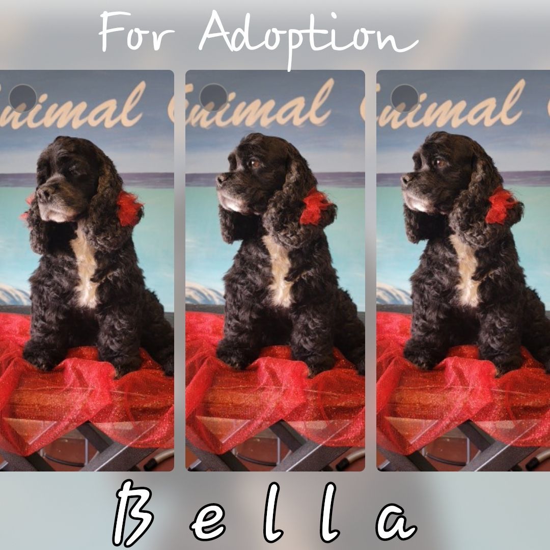 Enlarge Bella , a Adopted Cocker Spaniel in Idaho Falls, ID image 3/5