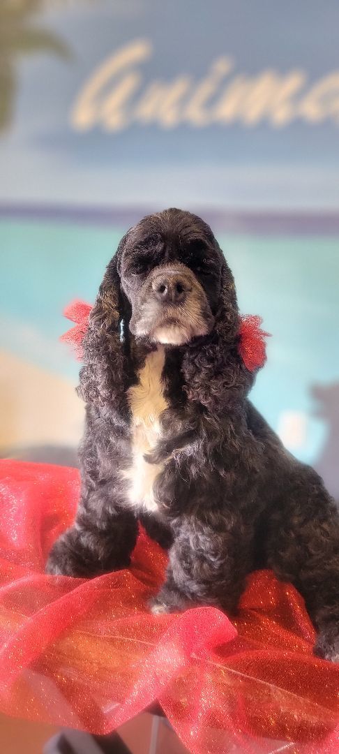 Enlarge Bella , a Adopted Cocker Spaniel in Idaho Falls, ID image 4/5
