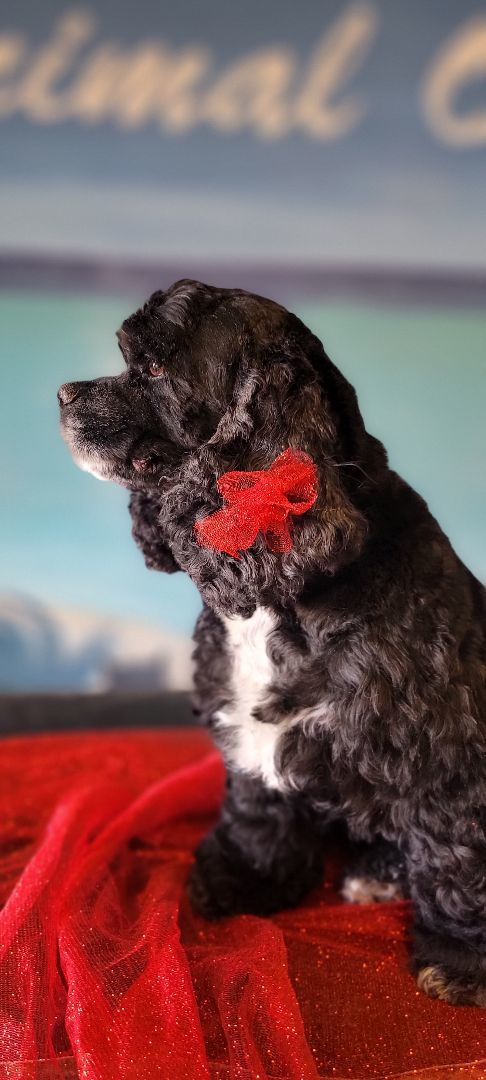Enlarge Bella , a Adopted Cocker Spaniel in Idaho Falls, ID image 5/5