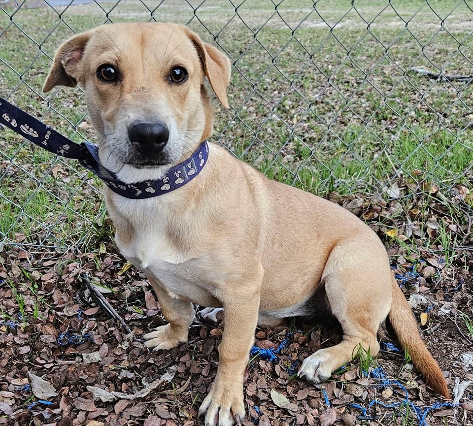 Twinkie, Adoptable, Adult Female Mixed Breed.