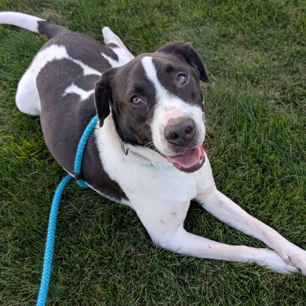 Enlarge HUGO, a Adoptable Mixed Breed in Cranston, RI image 2/5