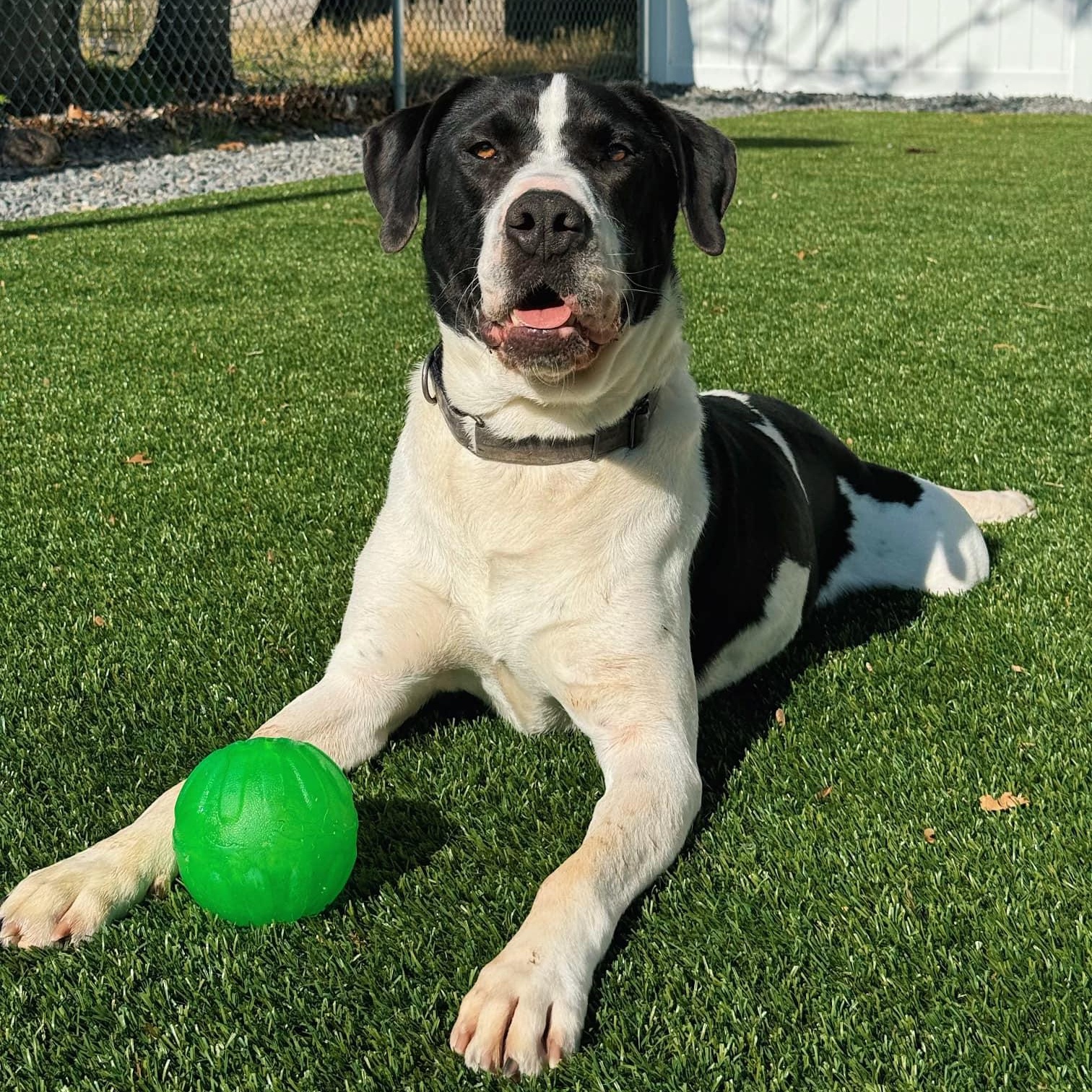 Enlarge HUGO, a Adoptable Mixed Breed in Cranston, RI image 3/5