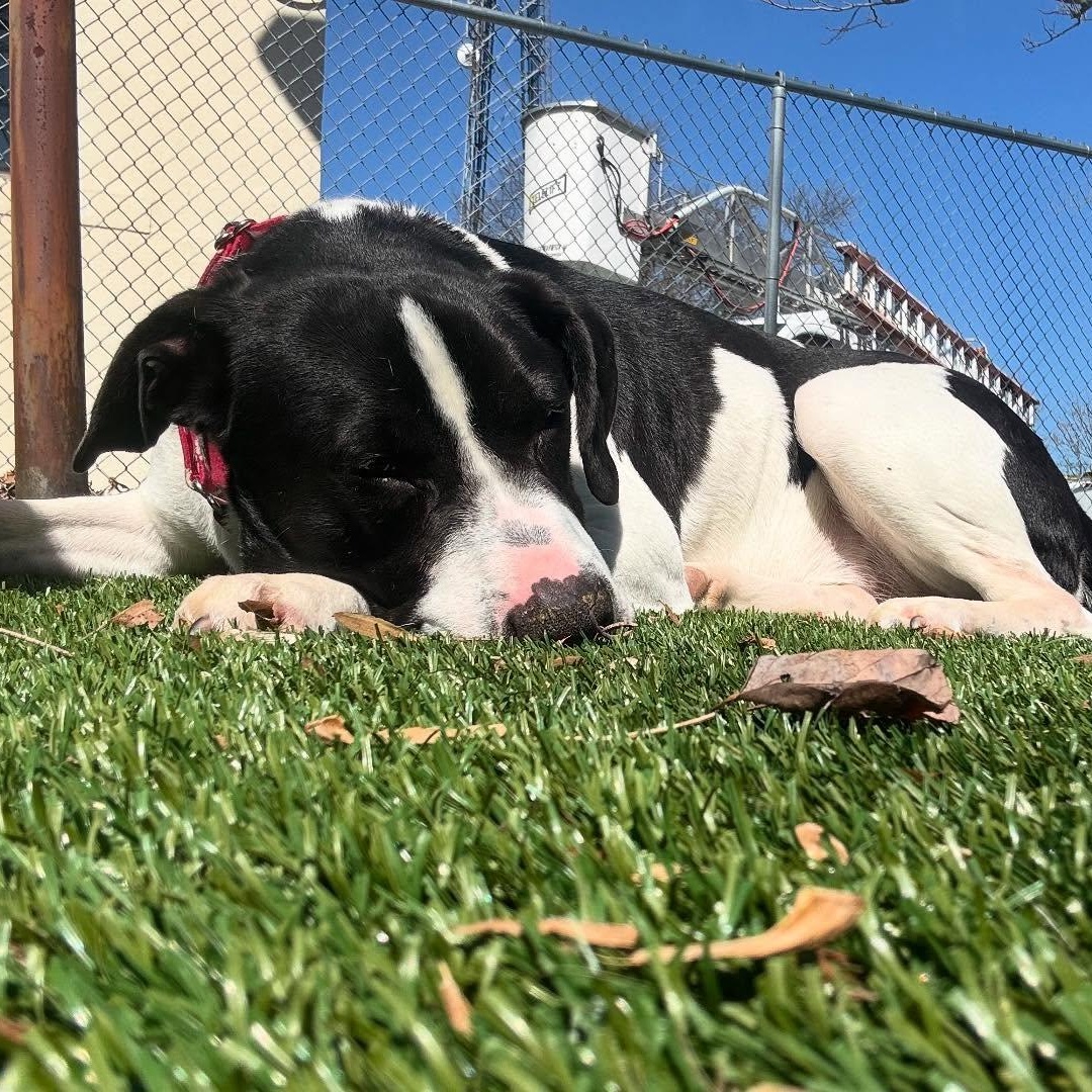 Enlarge HUGO, a Adoptable Mixed Breed in Cranston, RI image 6/6