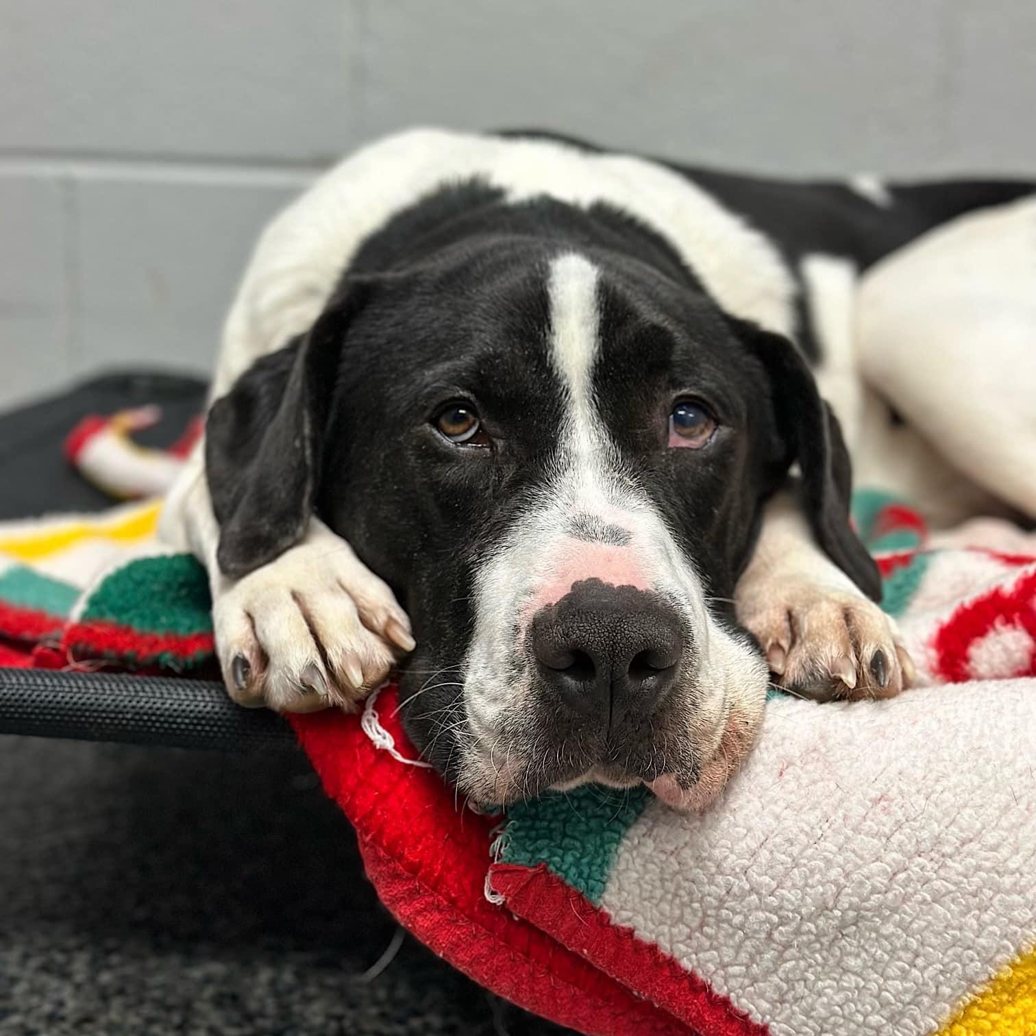 Enlarge HUGO, a Adoptable Mixed Breed in Cranston, RI image 4/5