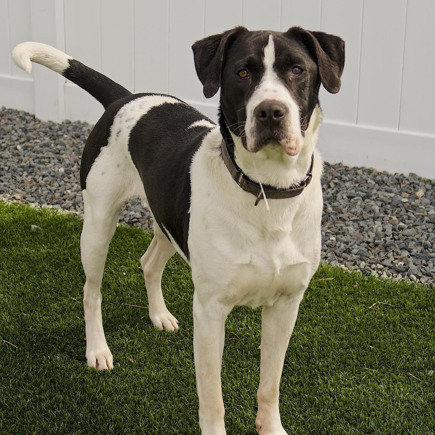 HUGO, Adoptable, Adult Male Mixed Breed.