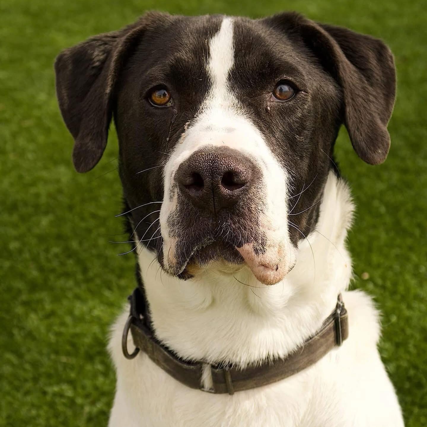 Enlarge HUGO, a Adoptable Mixed Breed in Cranston, RI image 1/5