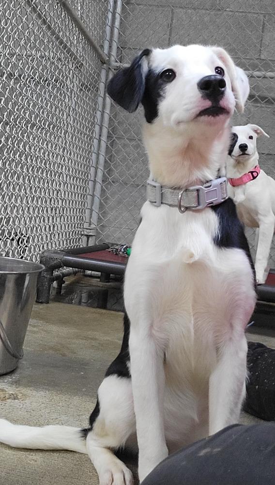 SANDY 408-25, Adoptable, Young Female Mixed Breed.