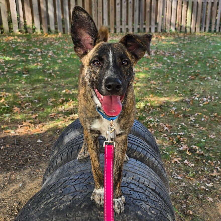 Enlarge Amber Pup: Ringo, a Adoptable mixed breed in Falls Church, VA image 2/6