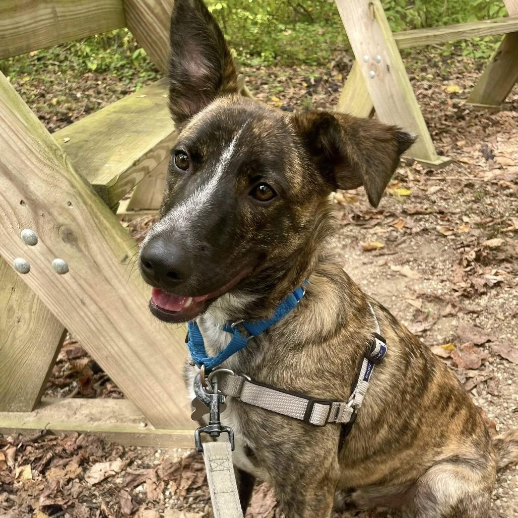 Enlarge Amber Pup: Ringo, a Adoptable mixed breed in Falls Church, VA image 3/6