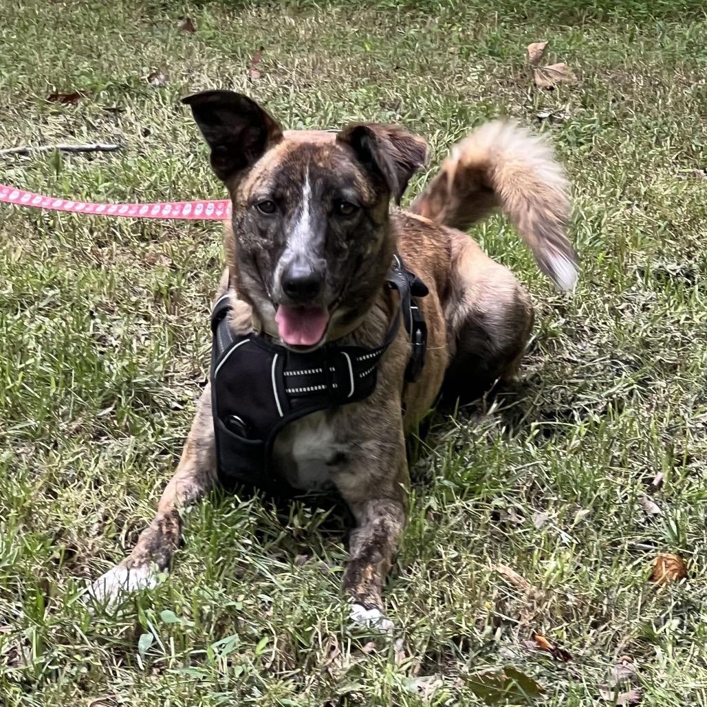 Enlarge Amber Pup: Ringo, a Adoptable mixed breed in Falls Church, VA image 3/5