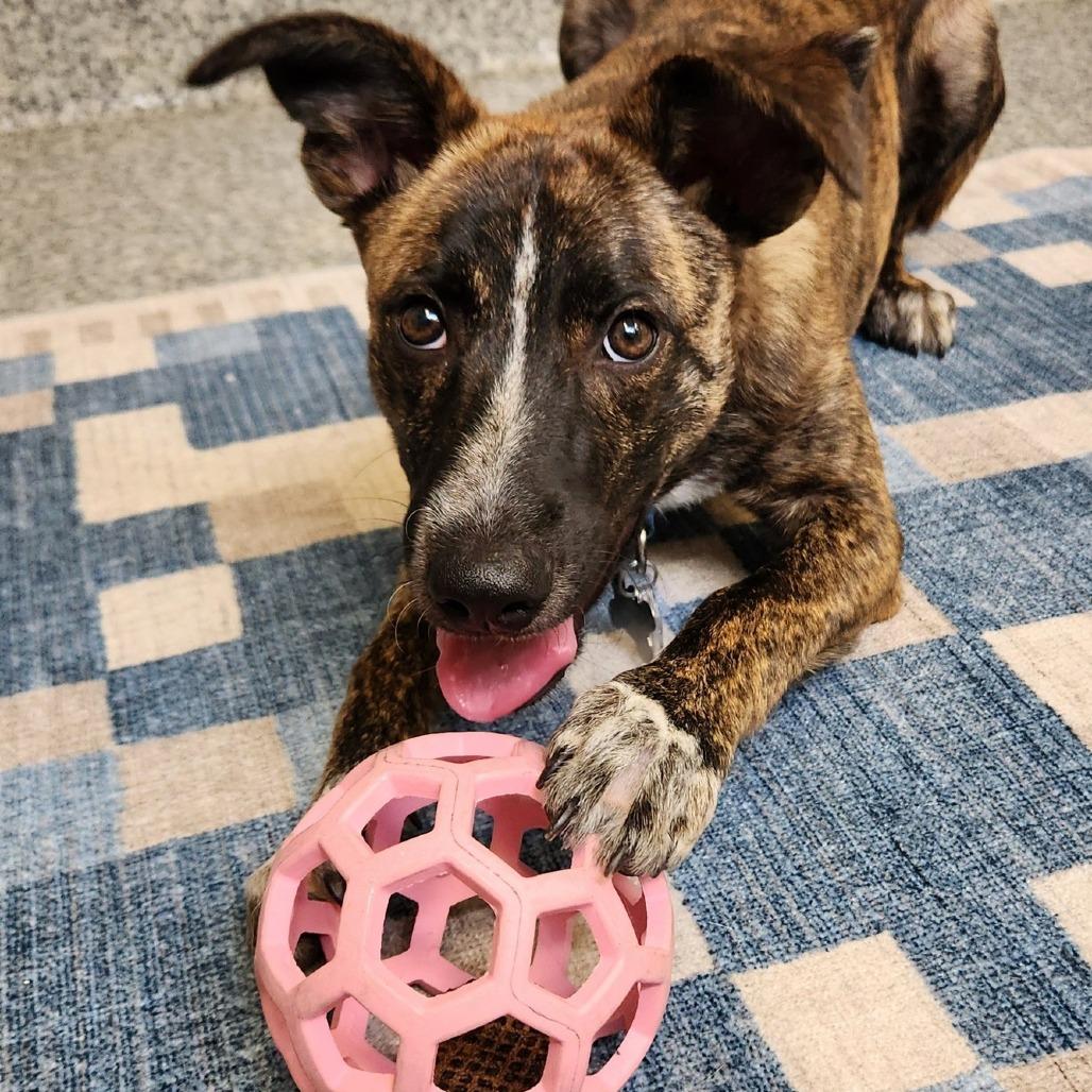 Enlarge Amber Pup: Ringo, a Adoptable mixed breed in Falls Church, VA image 5/6