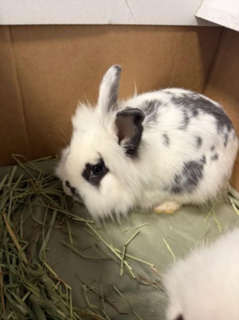 Enlarge DONUT, a Adoptable Lionhead in Van Nuys, CA image 1/1