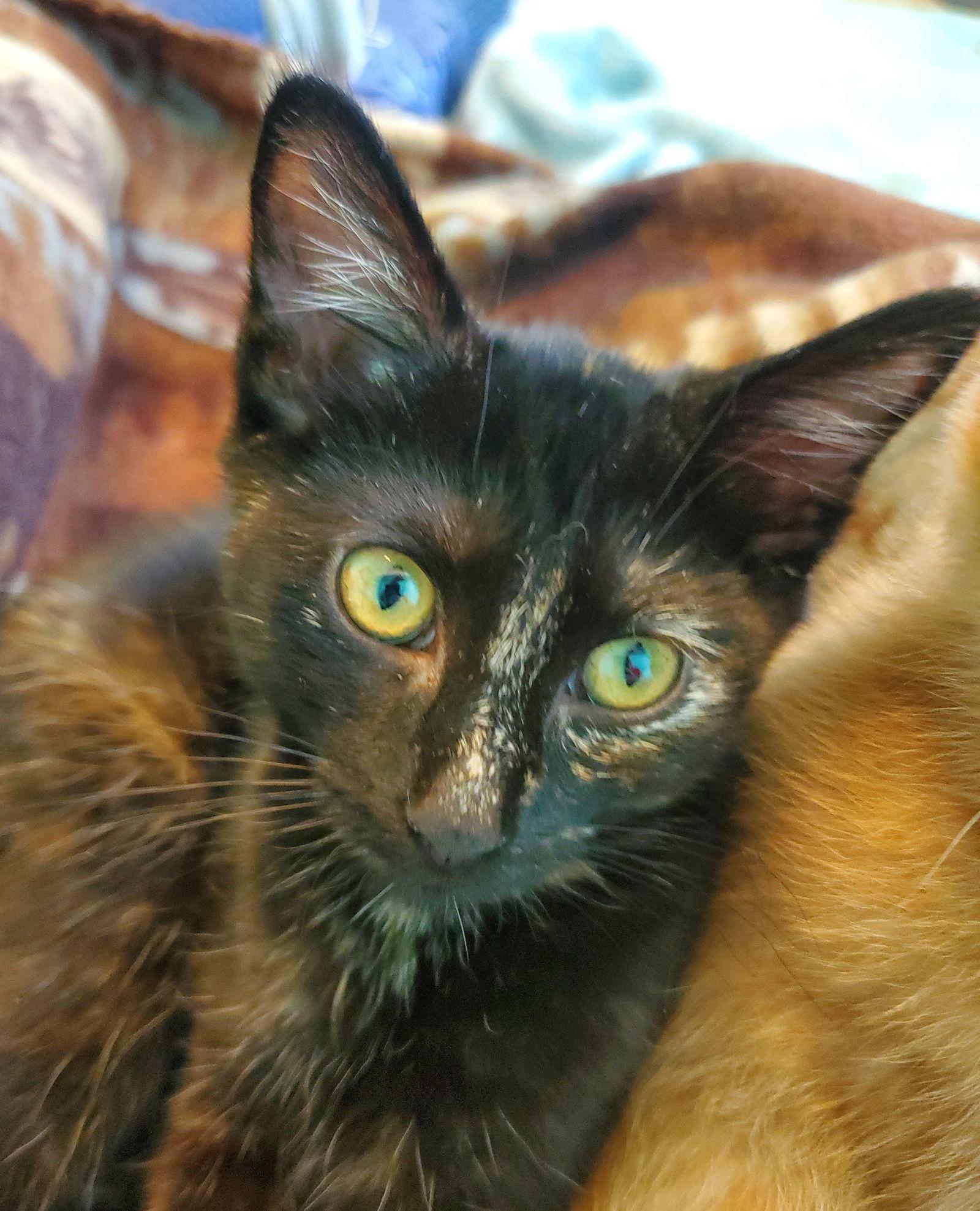 Parrot, Adoptable, Young Female Domestic Short Hair.