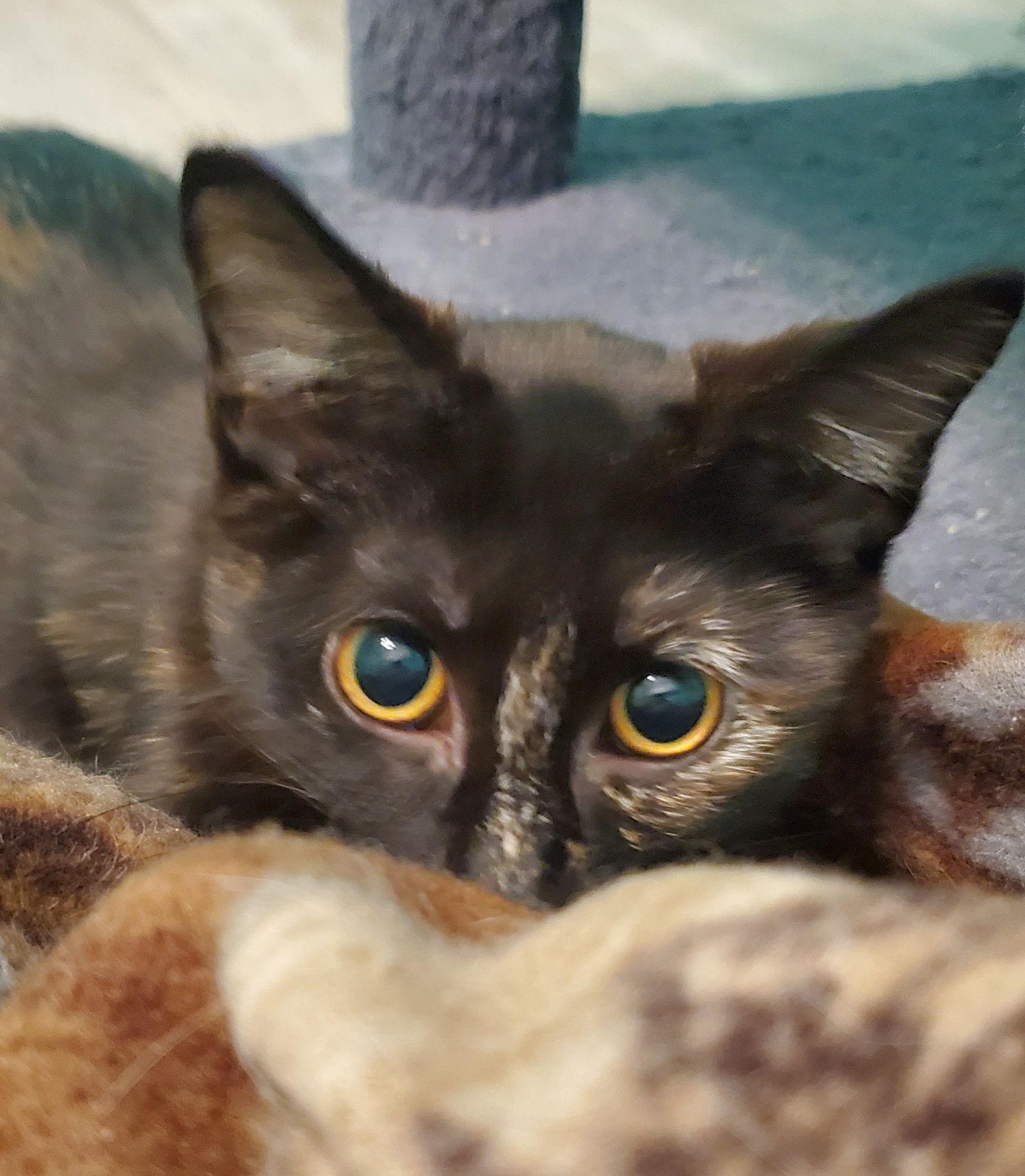 Enlarge Parrot, a Adoptable Domestic Short Hair in Wheaton, IL image 2/3