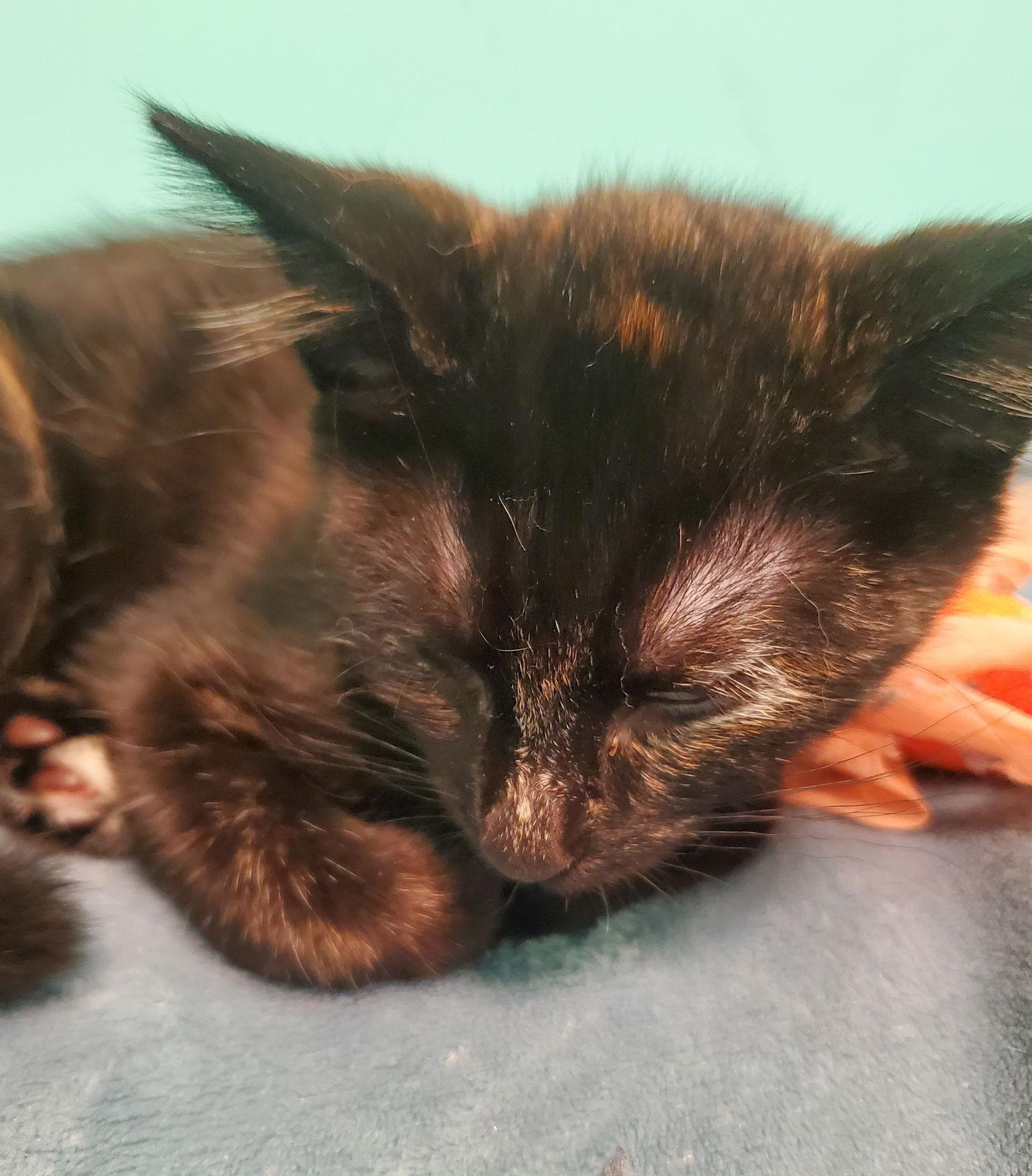 Enlarge Parrot, a Adoptable Domestic Short Hair in Wheaton, IL image 3/3