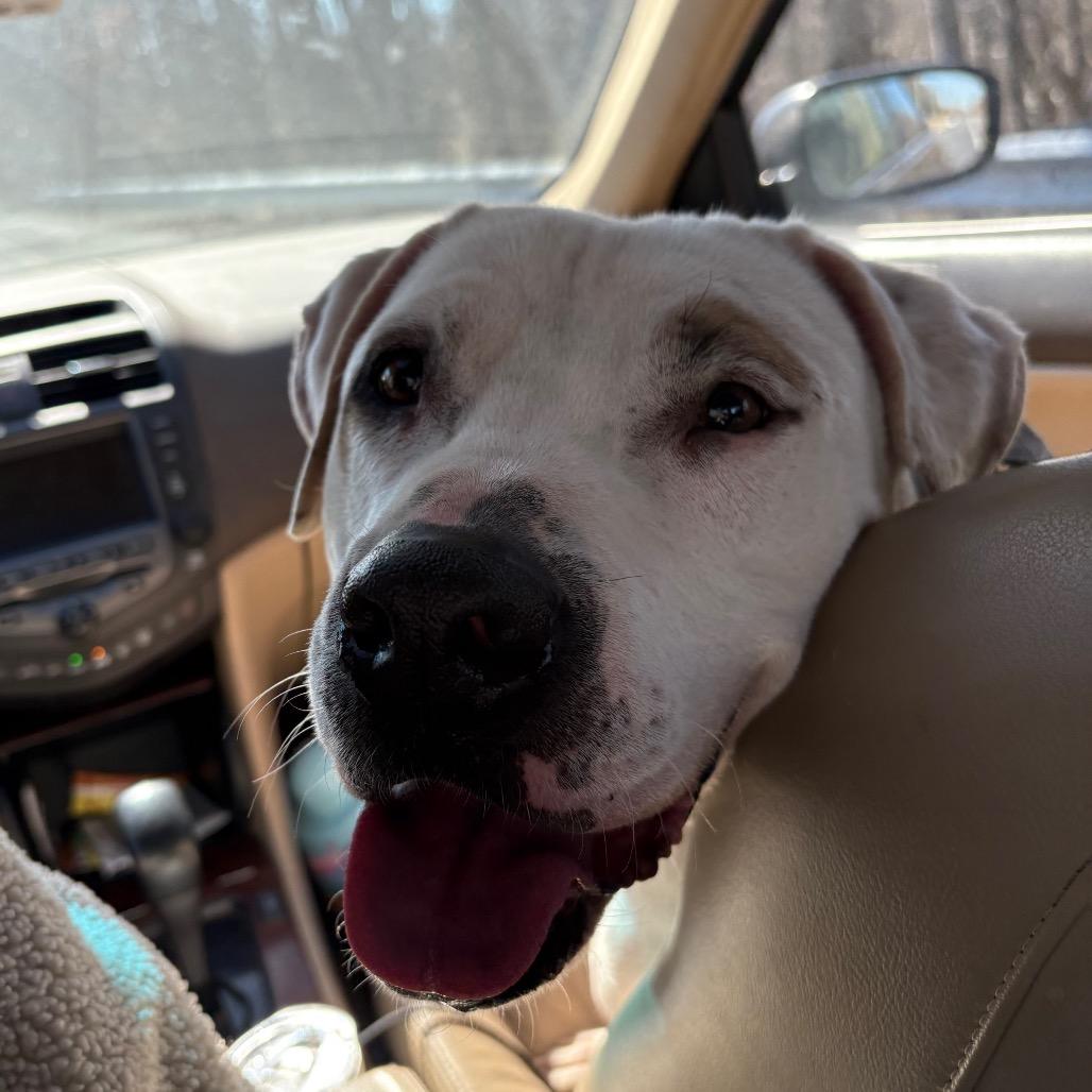 Enlarge Moose, a Adoptable Dogo Argentino in Flintstone, MD image 1/5