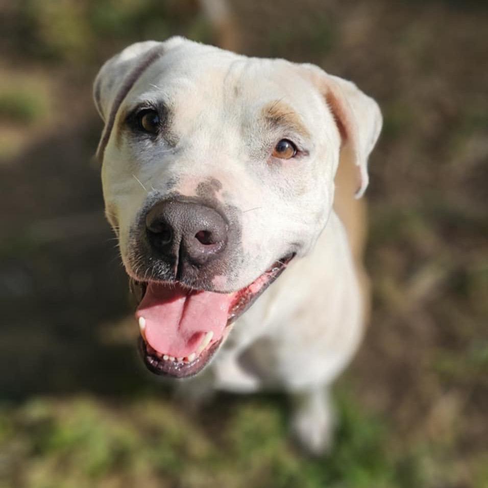Enlarge Moose, a Adoptable Dogo Argentino in Flintstone, MD image 2/5