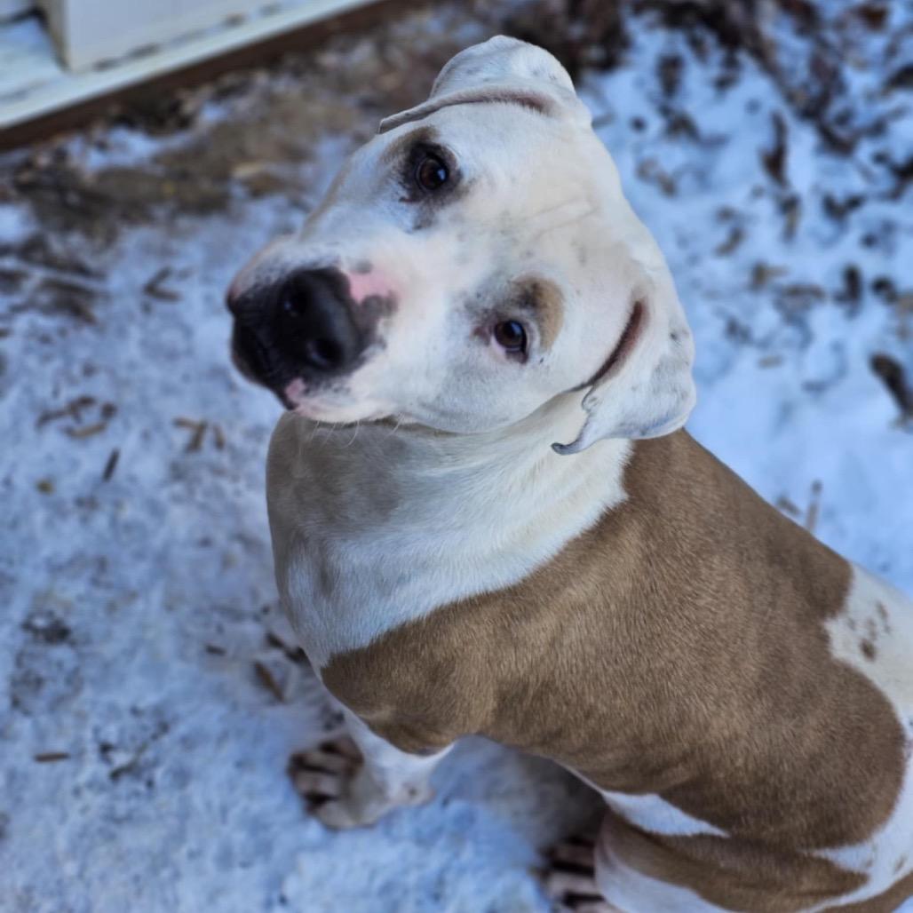 Enlarge Moose, a Adoptable Dogo Argentino in Flintstone, MD image 3/5