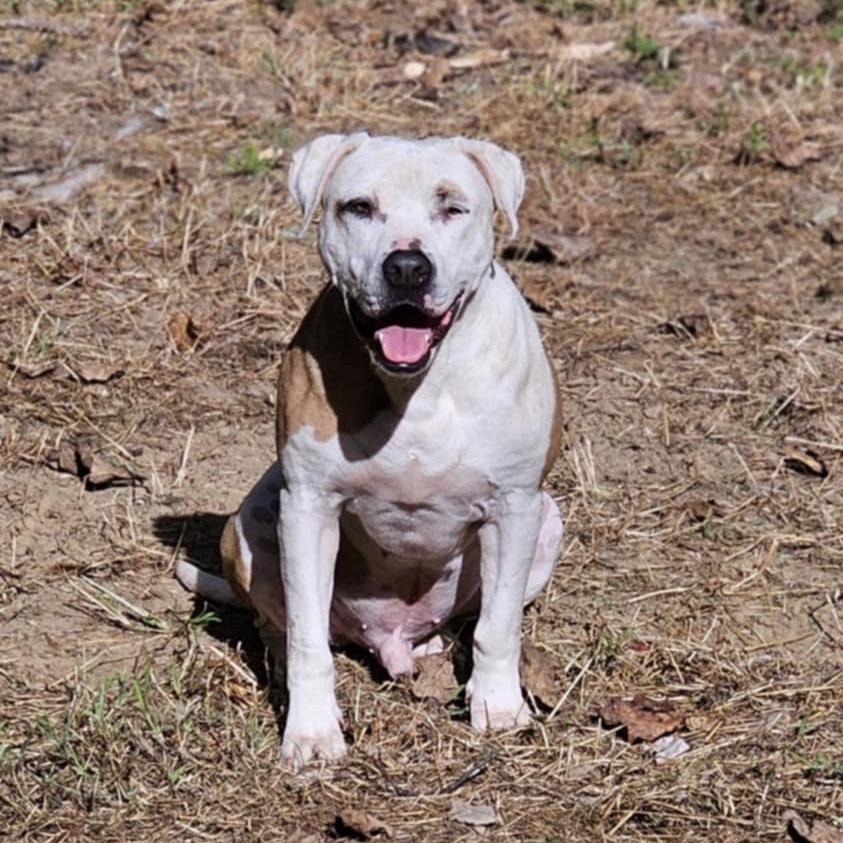 Enlarge Moose, a Adoptable Dogo Argentino in Flintstone, MD image 4/5