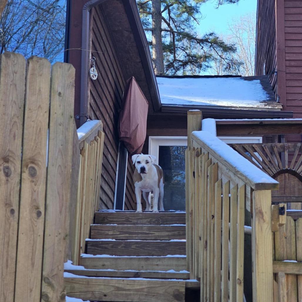 Enlarge Moose, a Adoptable Dogo Argentino in Flintstone, MD image 5/5