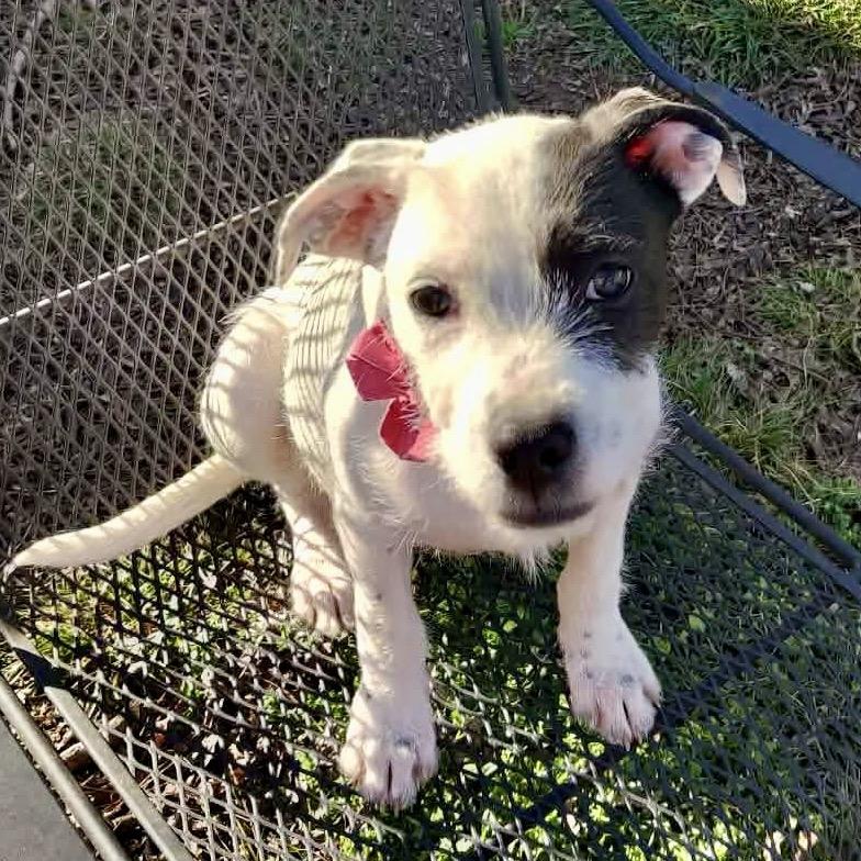 Crissy, Adoptable, Puppy Female Wirehaired Terrier & Mixed Breed.