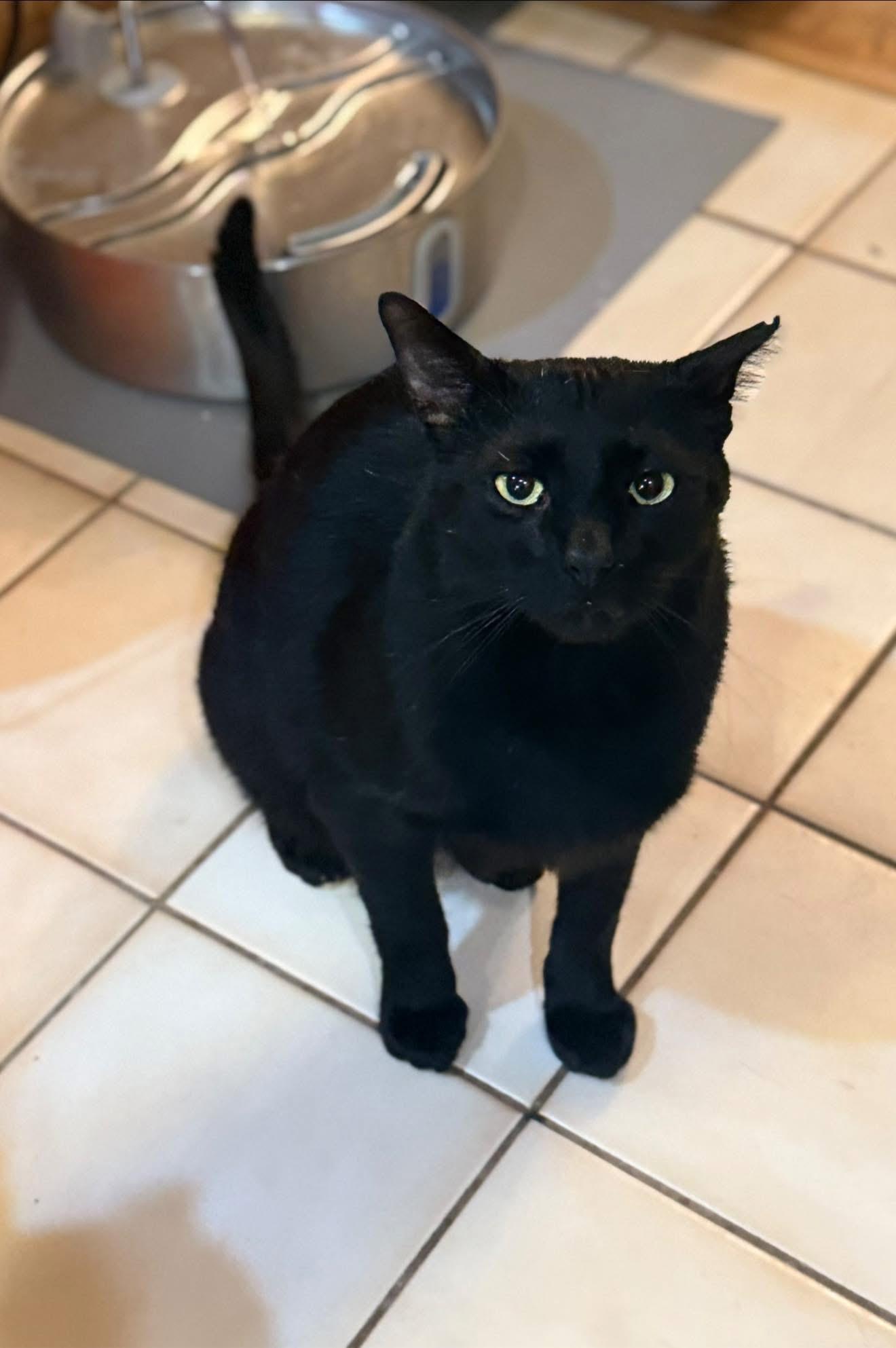Carlito, Adult Male Domestic Short Hair