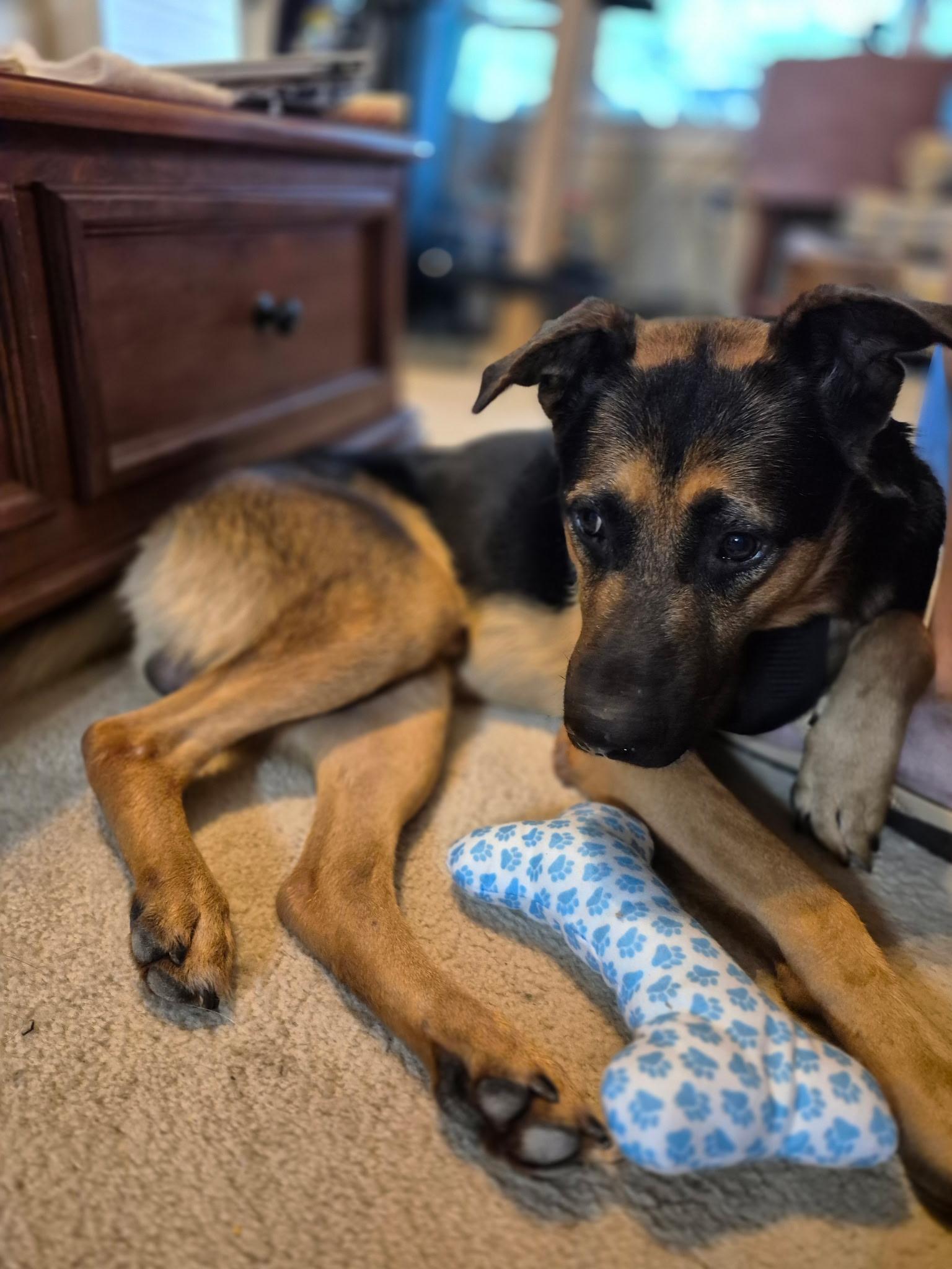 Gus, Young Male German Shepherd Dog