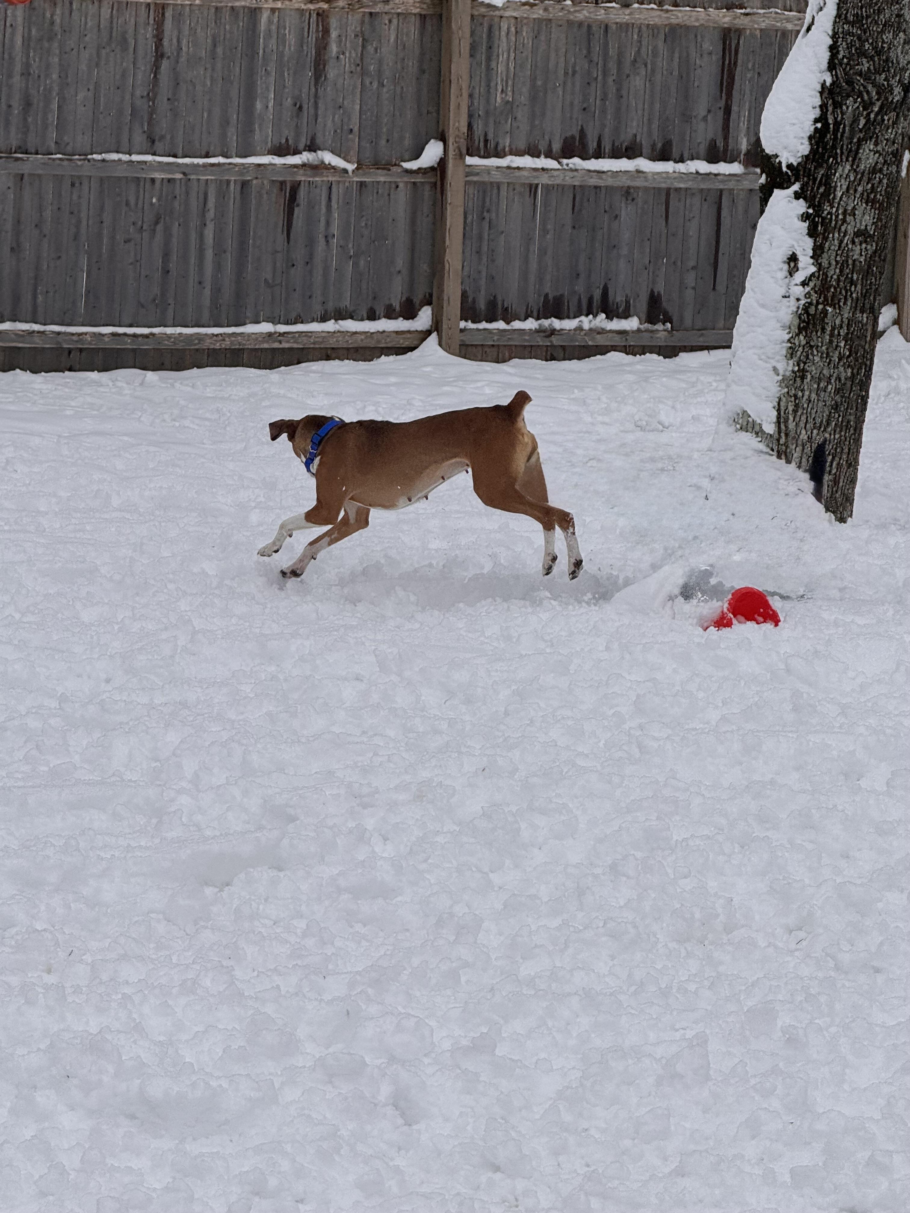 Enlarge Willow Pillow! , a ADOPTABLE mixed breed in Newton, NJ image 3/4