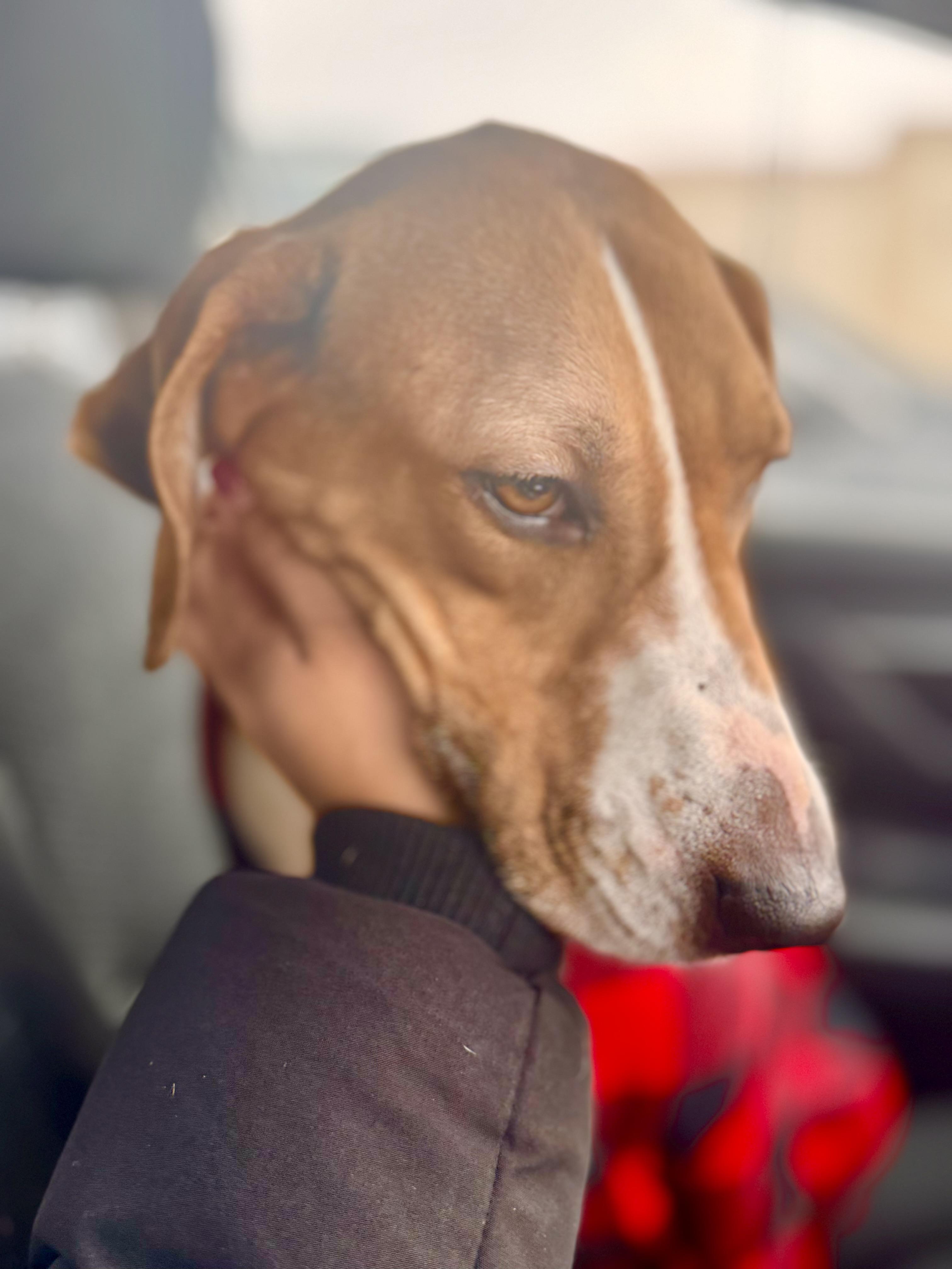 Enlarge Willow Pillow! , a ADOPTABLE mixed breed in Newton, NJ image 4/4