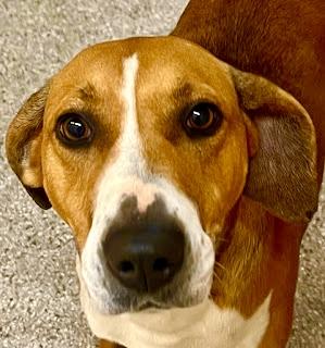 Willow Pillow! , ADOPTABLE, Young Female American Foxhound & American Foxhound.
