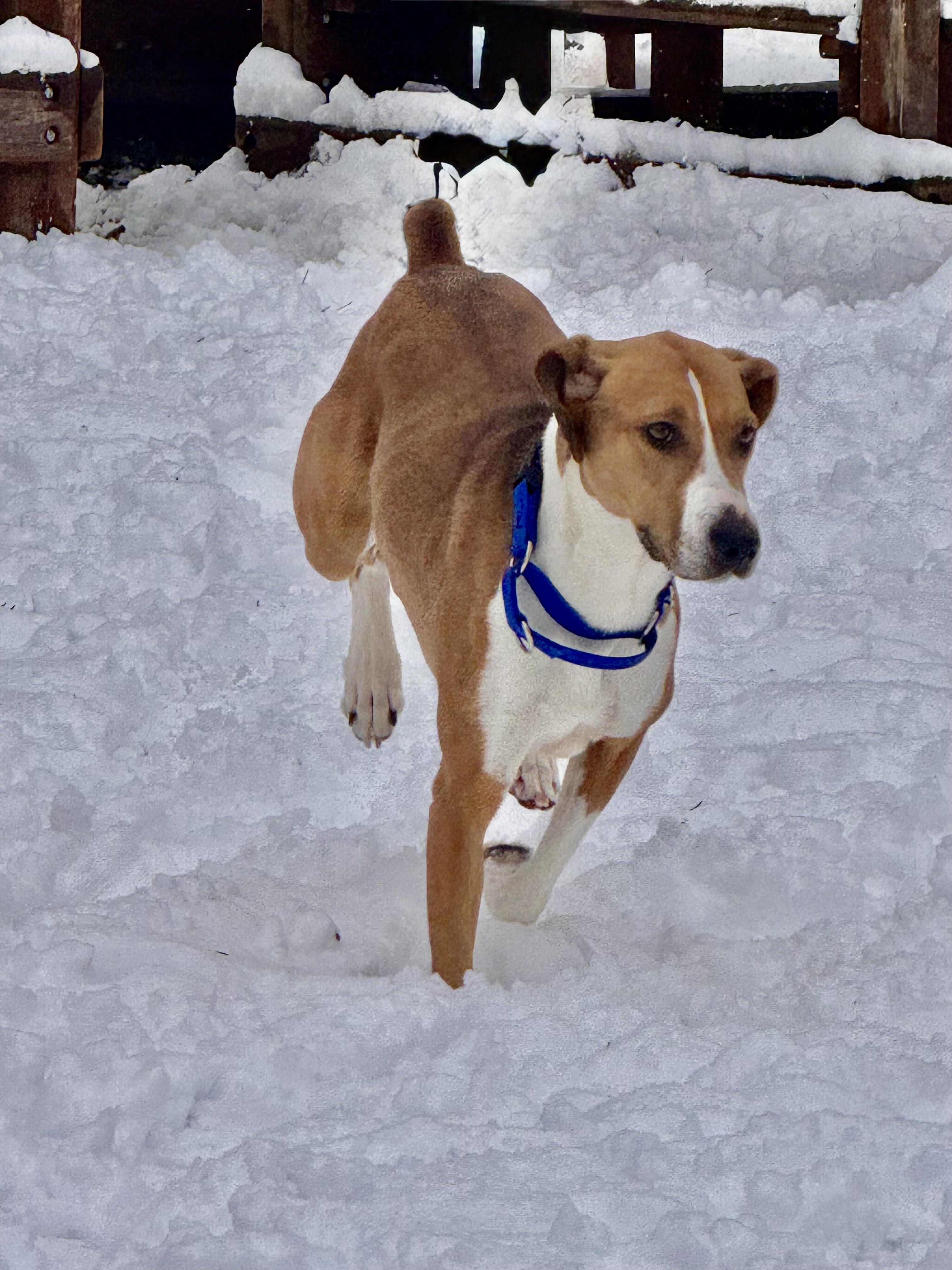 Enlarge Willow Pillow! , a ADOPTABLE mixed breed in Newton, NJ image 2/4