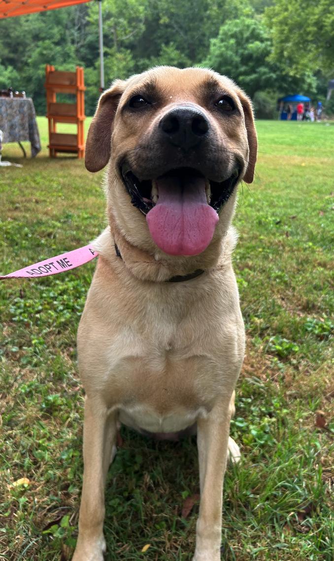 Cinnabon (aka Lucy), ADOPTABLE, Adult Female Golden Retriever.