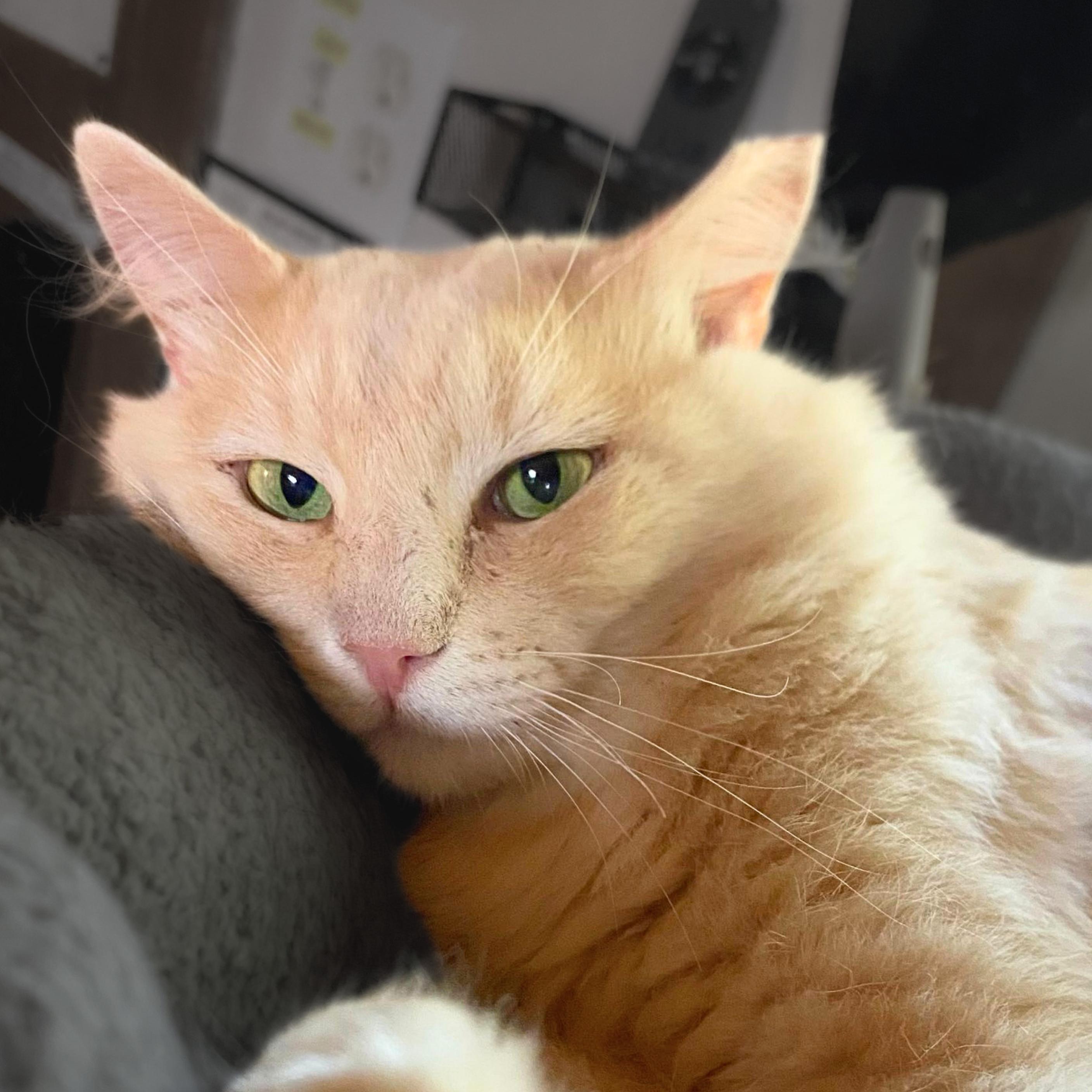Enlarge Rupert, a Adoptable mixed breed in Santa Fe, NM image 2/5