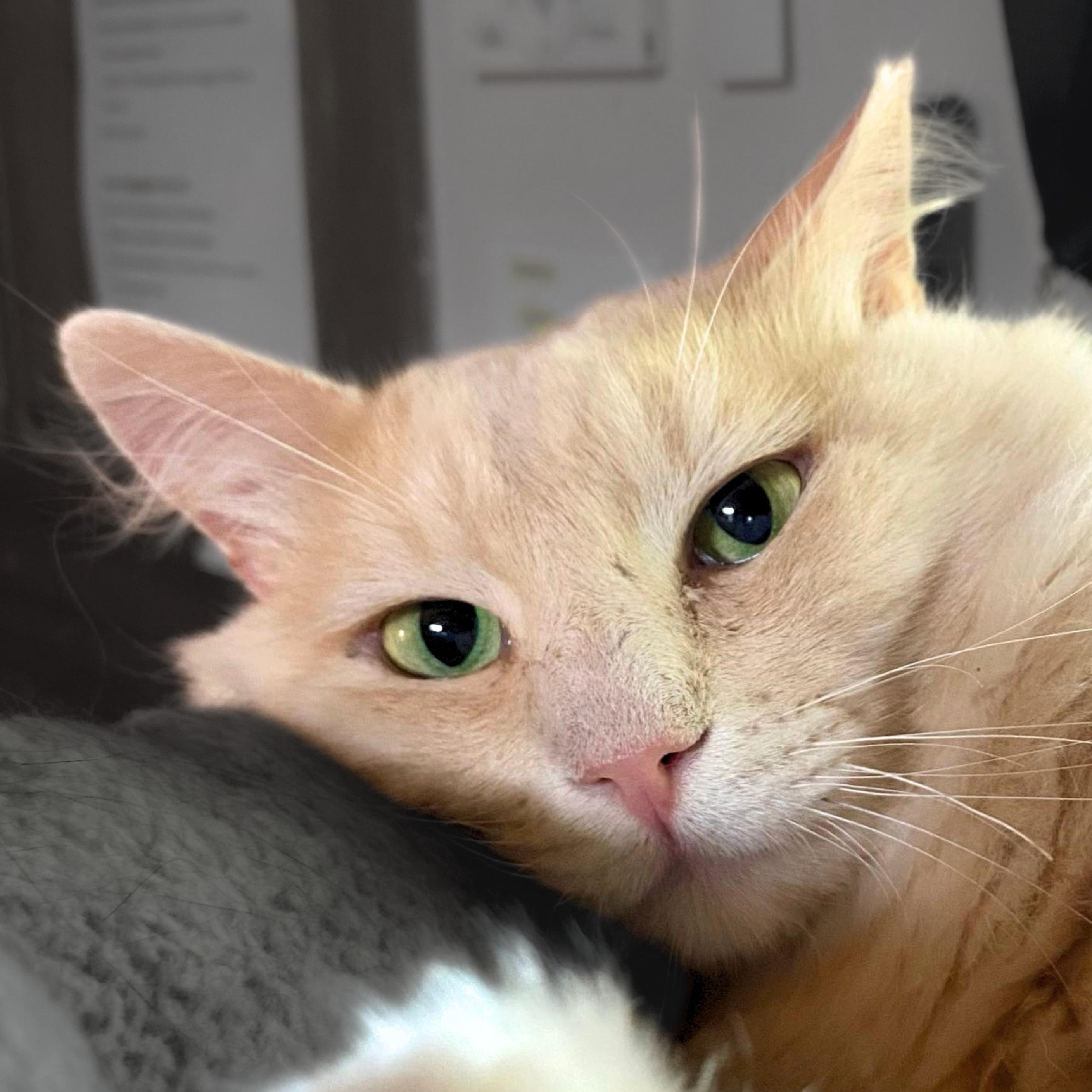 Enlarge Rupert, a Adoptable mixed breed in Santa Fe, NM image 4/5