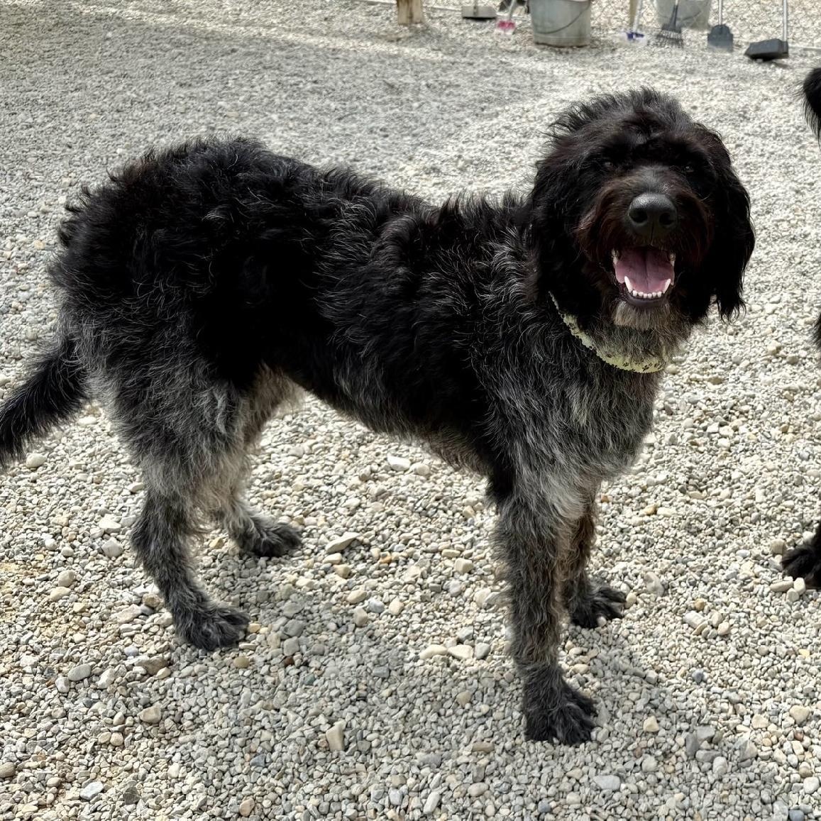 Lorelei & Luke -Bonded Pair