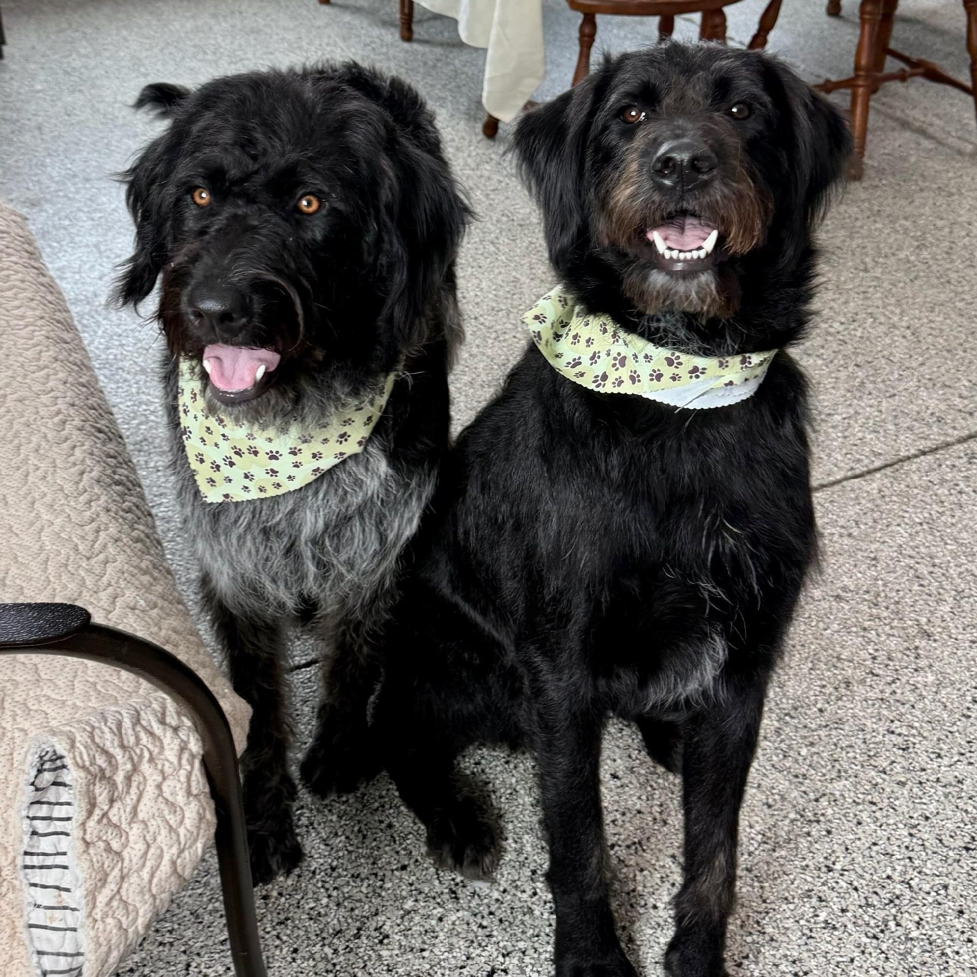 Lorelei & Luke -Bonded Pair