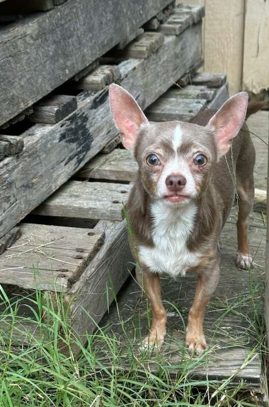 MARK, a Adopted Chihuahua in Bartlett, TN image 1/3