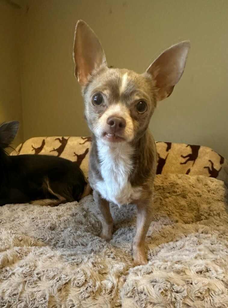 MARK, a Adopted Chihuahua in Bartlett, TN image 2/3