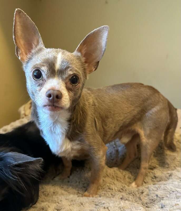 MARK, a Adopted Chihuahua in Bartlett, TN image 3/3
