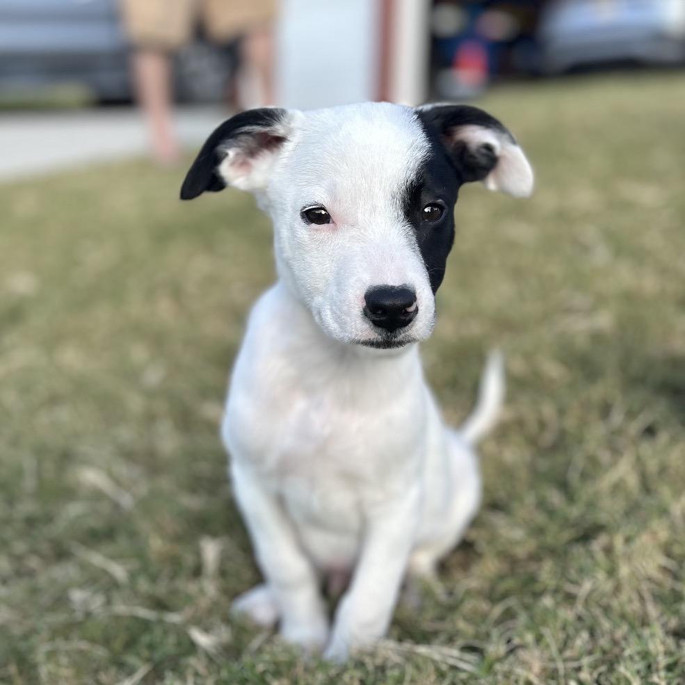 Lincoln, Adoptable, Puppy Male Mixed Breed.