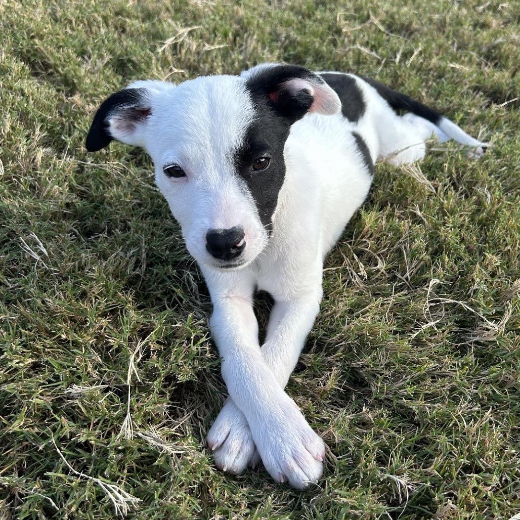 Lincoln, a Adoptable Mixed Breed in Brownsboro, AL image 4/4