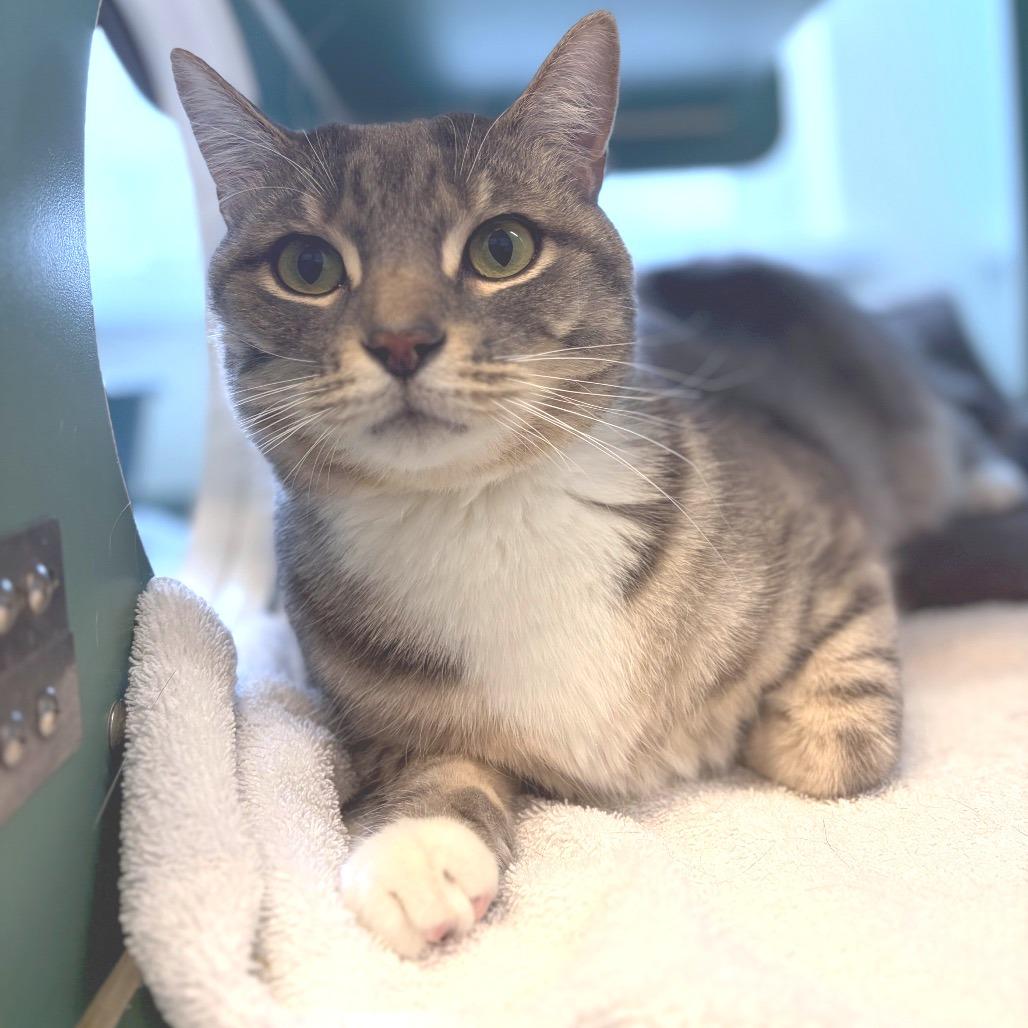 Enlarge Mittens, a Adoptable Domestic Short Hair in Morrisville, VT image 1/5