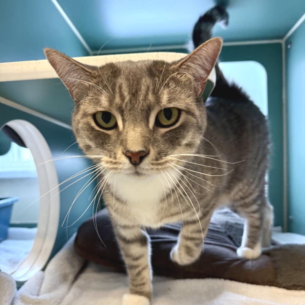 Enlarge Mittens, a Adoptable Domestic Short Hair in Morrisville, VT image 3/5