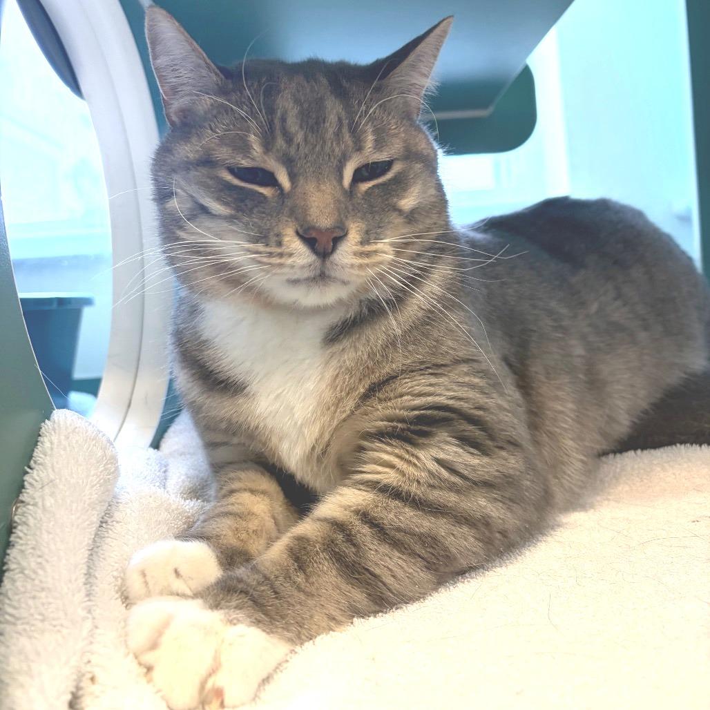 Enlarge Mittens, a Adoptable Domestic Short Hair in Morrisville, VT image 4/5